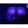 WYSIWYG - Zoanthus Blue Kisses 2M11
