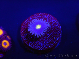 WYSIWYG - Zoanthus Joe's Emperor 2R5