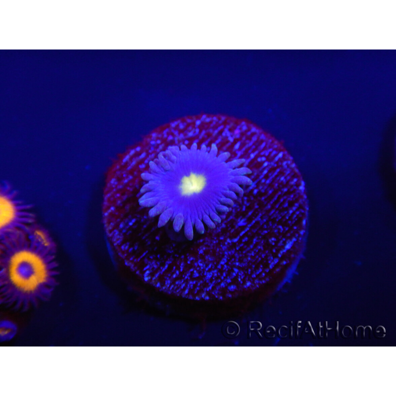 WYSIWYG - Zoanthus Joe's Emperor 2R5