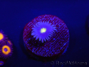 WYSIWYG - Zoanthus Joe's Emperor 2R5