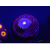 WYSIWYG - Zoanthus Joe's Emperor 2R5