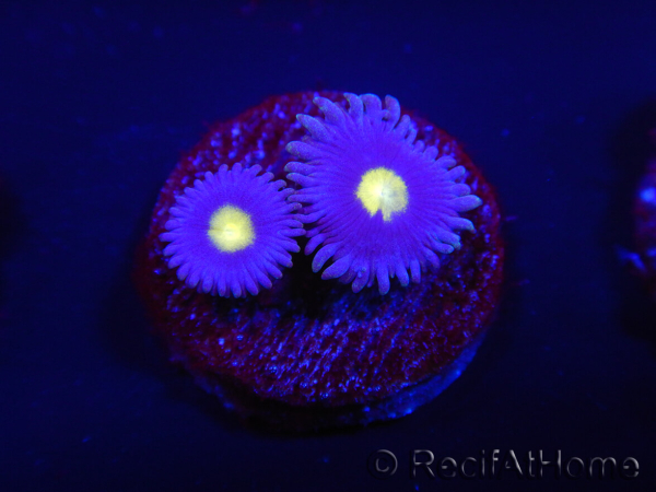 WYSIWYG - Zoanthus Joe's Emperor 2R6