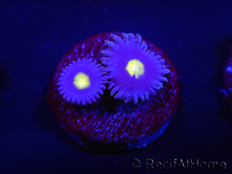 WYSIWYG - Zoanthus Joe's Emperor 2R6