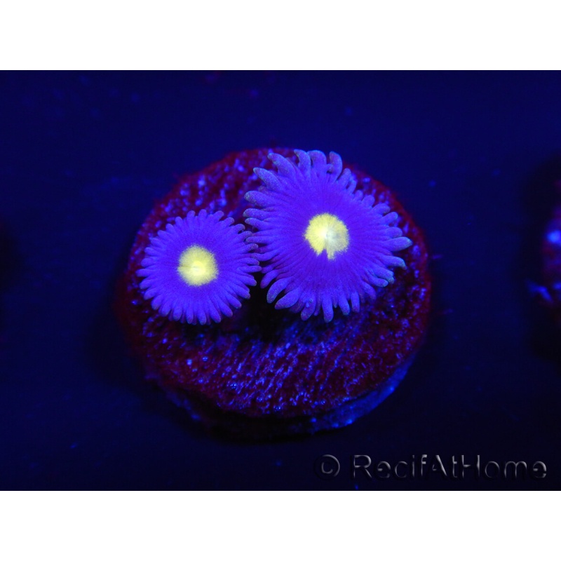WYSIWYG - Zoanthus Joe's Emperor 2R6