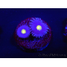 WYSIWYG - Zoanthus Joe's Emperor 2R6