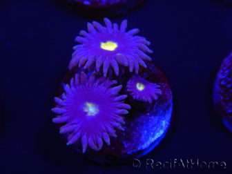 WYSIWYG - Zoanthus Joe's Emperor 2R8