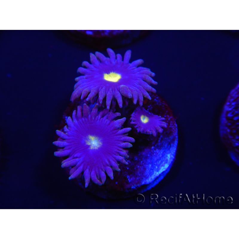 WYSIWYG - Zoanthus Joe's Emperor 2R8