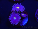 WYSIWYG - Zoanthus Joe's Emperor 2R8