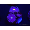 WYSIWYG - Zoanthus Joe's Emperor 2R8