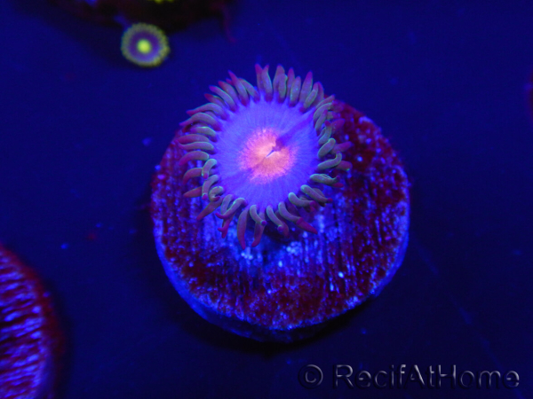 WYSIWYG - Zoanthus Blue Kisses 2S10