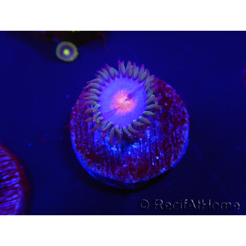 WYSIWYG - Zoanthus Blue Kisses 2S10