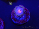 WYSIWYG - Zoanthus Blue Kisses 2S10