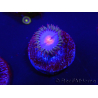 WYSIWYG - Zoanthus Blue Kisses 2S10