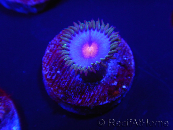 WYSIWYG - Zoanthus Blue Kisses 2S11
