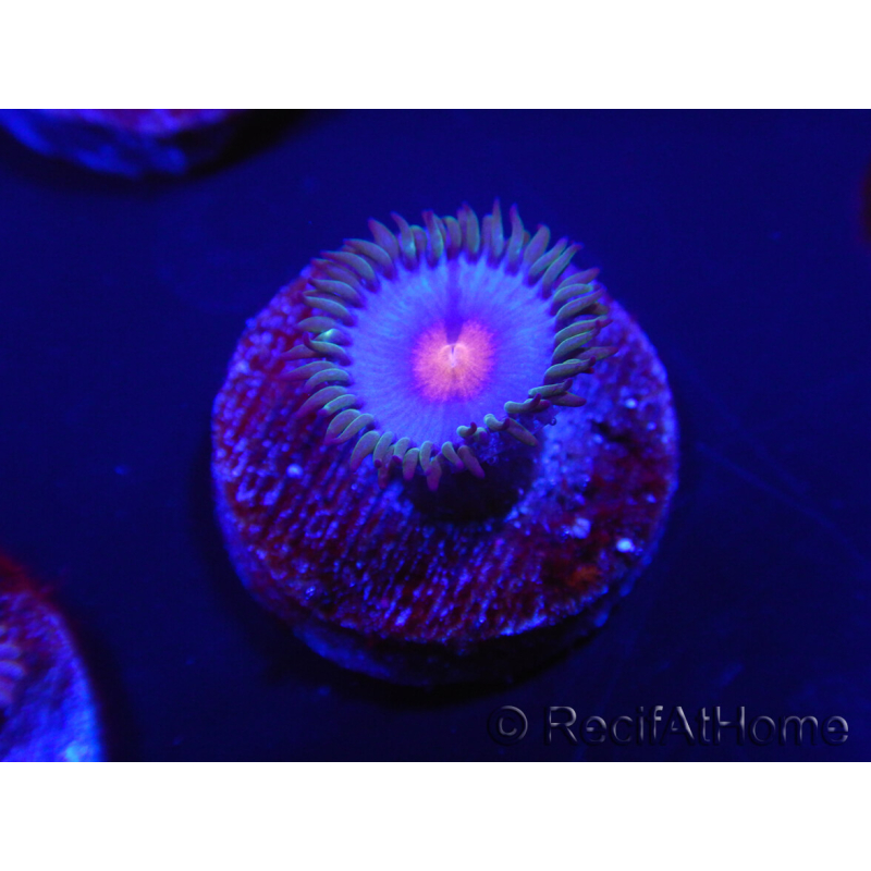 WYSIWYG - Zoanthus Blue Kisses 2S11