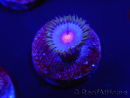 WYSIWYG - Zoanthus Blue Kisses 2S11