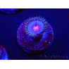 WYSIWYG - Zoanthus Blue Kisses 2S11