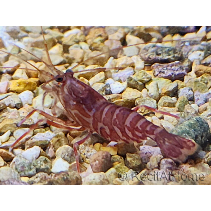 Lysmata kuekenthali