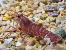 Lysmata kuekenthali 2-4 cm