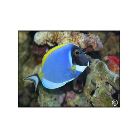 Acanthurus leucosternon