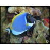 Acanthurus leucosternon