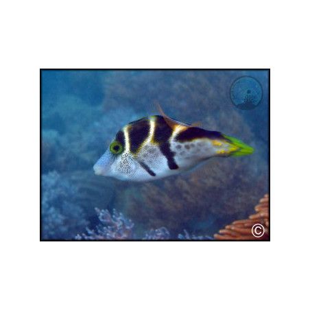 Canthigaster valentini