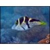 Canthigaster valentini