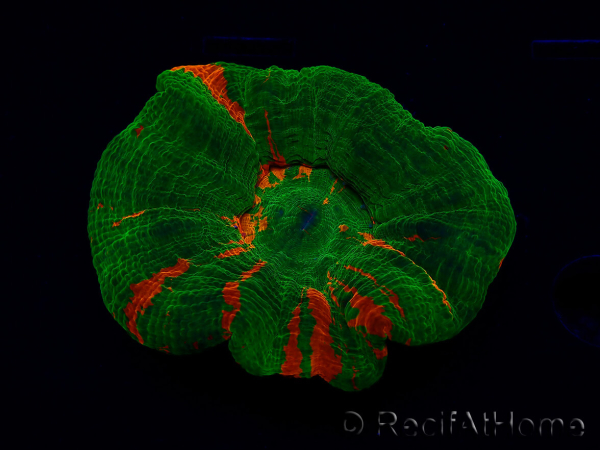 WYSIWYG Homophyllia australis (ex Scolymia) Green 7 (5.5 cm)