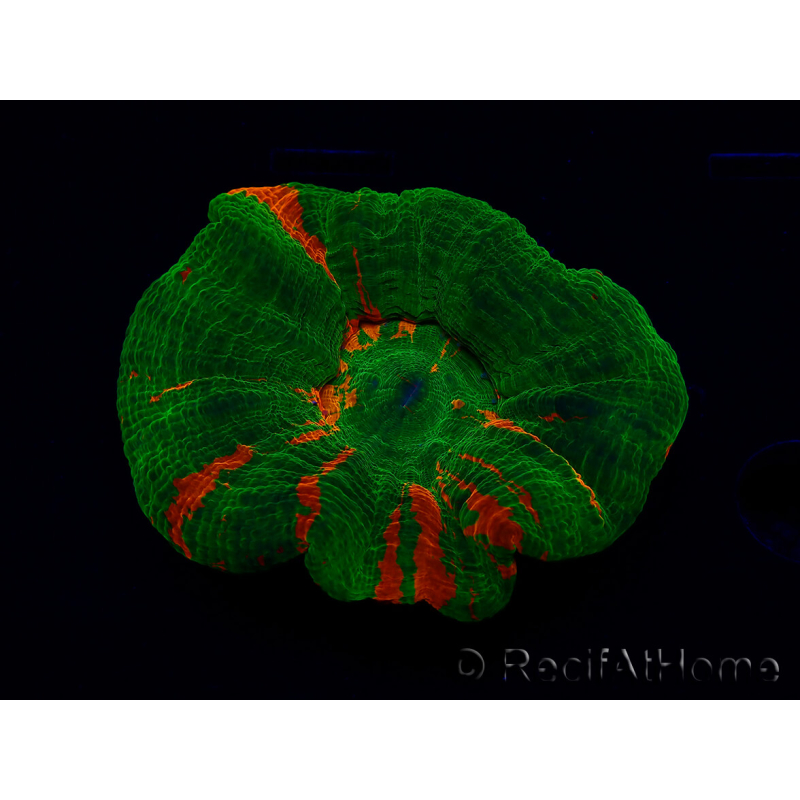 WYSIWYG Homophyllia australis (ex Scolymia) Green 7 (5.5 cm)