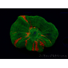 WYSIWYG Homophyllia australis (ex Scolymia) Green 7 (5.5 cm)