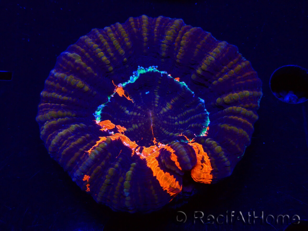 WYSIWYG Homophyllia australis (ex Scolymia) Warpaint Ultra 4 (7 cm)