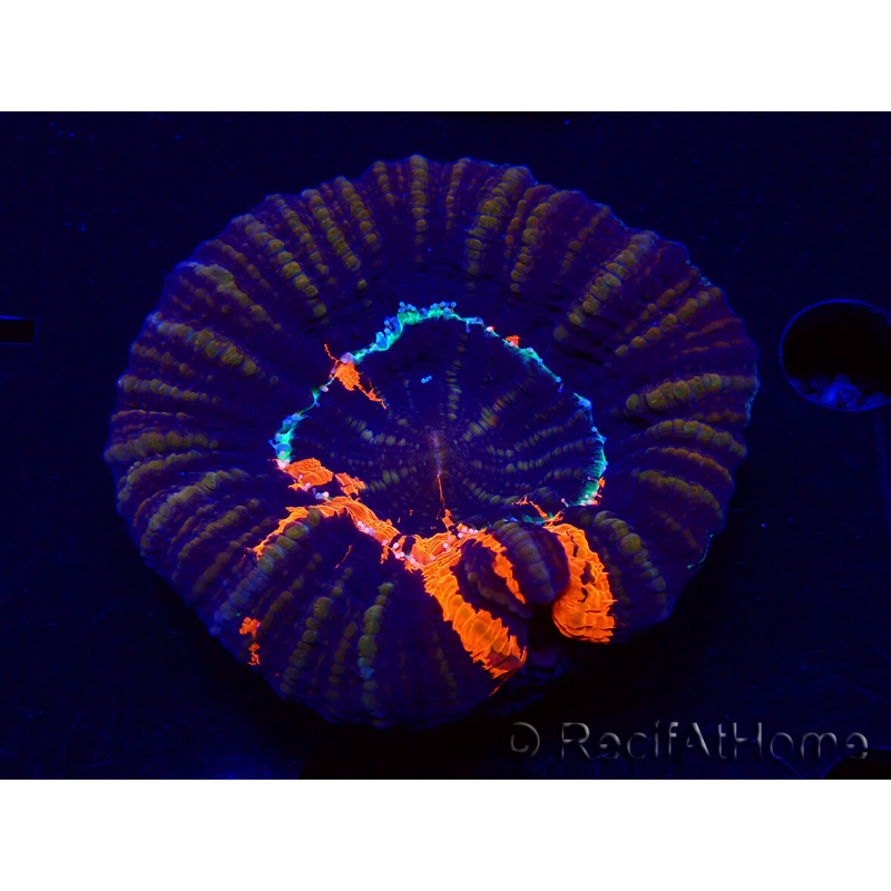 WYSIWYG Homophyllia australis (ex Scolymia) Warpaint Ultra 4 (7 cm)