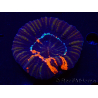 WYSIWYG Homophyllia australis (ex Scolymia) Warpaint Ultra 4 (7 cm)