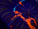 WYSIWYG Homophyllia australis (ex Scolymia) Warpaint Ultra 4 (7 cm)