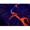 WYSIWYG Homophyllia australis (ex Scolymia) Warpaint Ultra 4 (7 cm)
