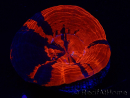 WYSIWYG Homophyllia australis (ex Scolymia) Bleeding apple 20 ( 5 cm)