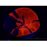 WYSIWYG Homophyllia australis (ex Scolymia) Bleeding apple 20 ( 5 cm)