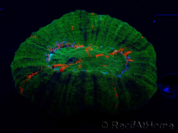 WYSIWYG Homophyllia australis (formerly Scolymia) Double Head Warpaint 21 (5.5 cm)