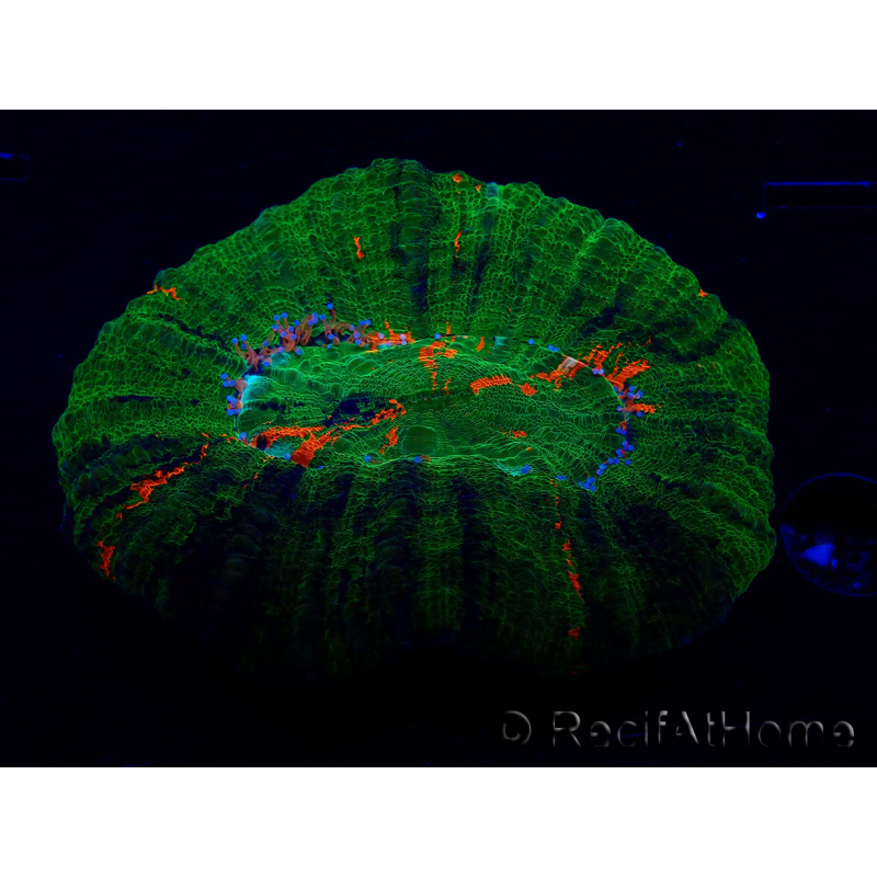 WYSIWYG Homophyllia australis (antes Scolymia) Cabeza Doble Warpaint 21 (5.5 cm)