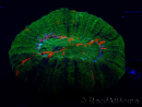 WYSIWYG Homophyllia australis (formerly Scolymia) Double Head Warpaint 21 (5.5 cm)