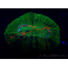 WYSIWYG Homophyllia australis (ehemals Scolymia) Double Head Warpaint 21 (5,5 cm)