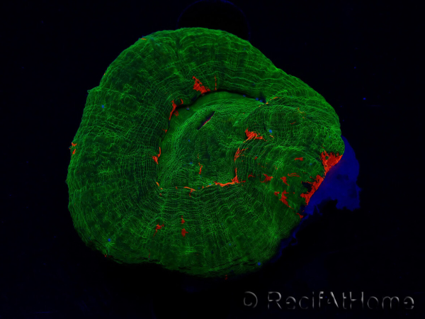 WYSIWYG Homophyllia australis (ex Scolymia) Red 19 (3 cm)