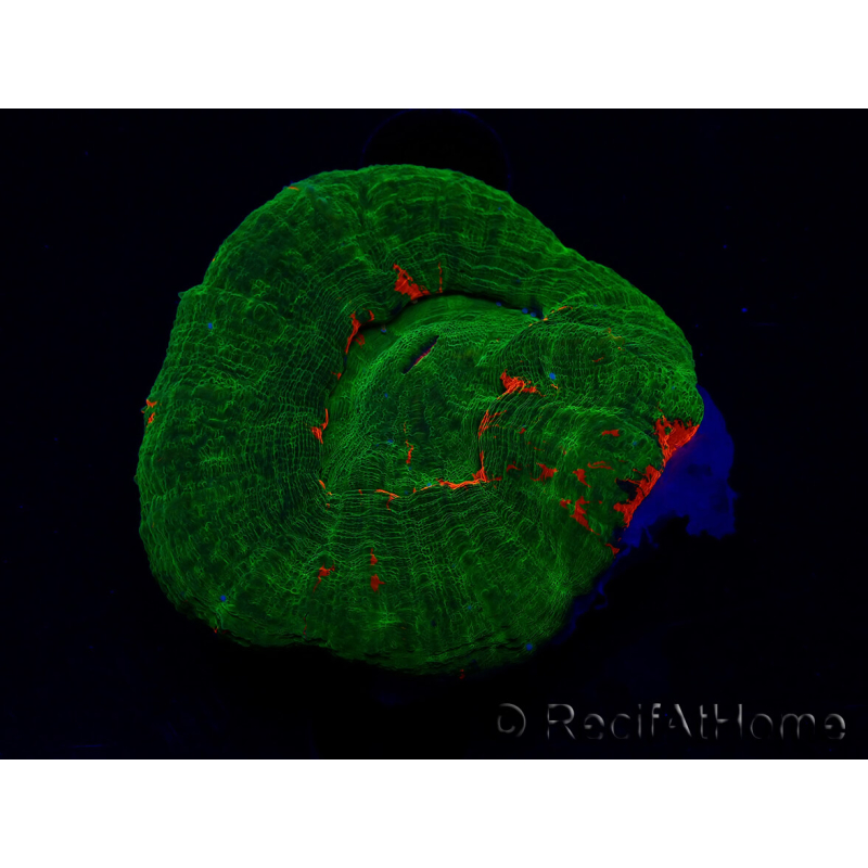 WYSIWYG Homophyllia australis (ex Scolymia) Red 19 (3 cm)