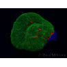 WYSIWYG Homophyllia australis (ex Scolymia) Red 19 (3 cm)