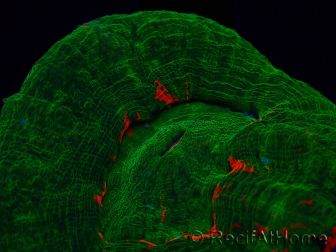 WYSIWYG Homophyllia australis (ex Scolymia) Red 19 (3 cm)