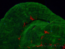 WYSIWYG Homophyllia australis (ex Scolymia) Red 19 (3 cm)