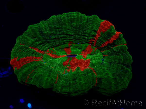 WYSIWYG Homophyllia australis (ex Scolymia) Green 22 (6 cm)