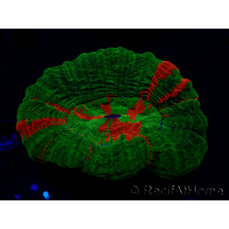 WYSIWYG Homophyllia australis (ex Scolymia) Green 22 (6 cm)