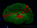 WYSIWYG Homophyllia australis (ex Scolymia) Green 22 (6 cm)