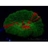 WYSIWYG Homophyllia australis (ex Scolymia) Green 22 (6 cm)